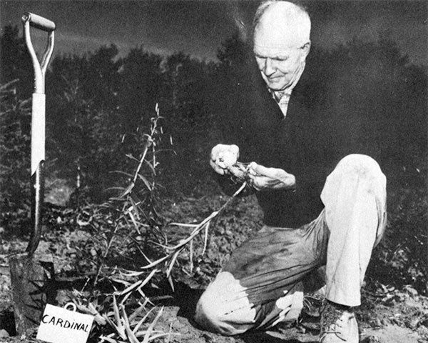 Dr. Frank Skinner at work (October 1962)